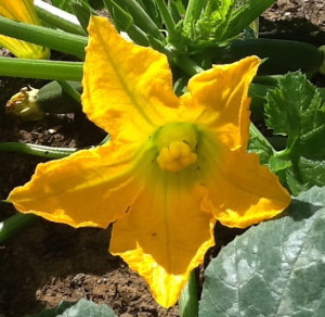 zucchini flower