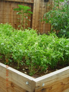 basil patch