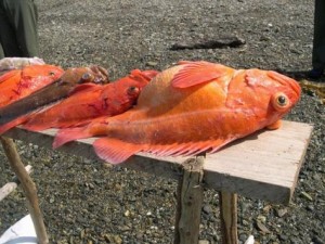 Alaskan Rock Fish